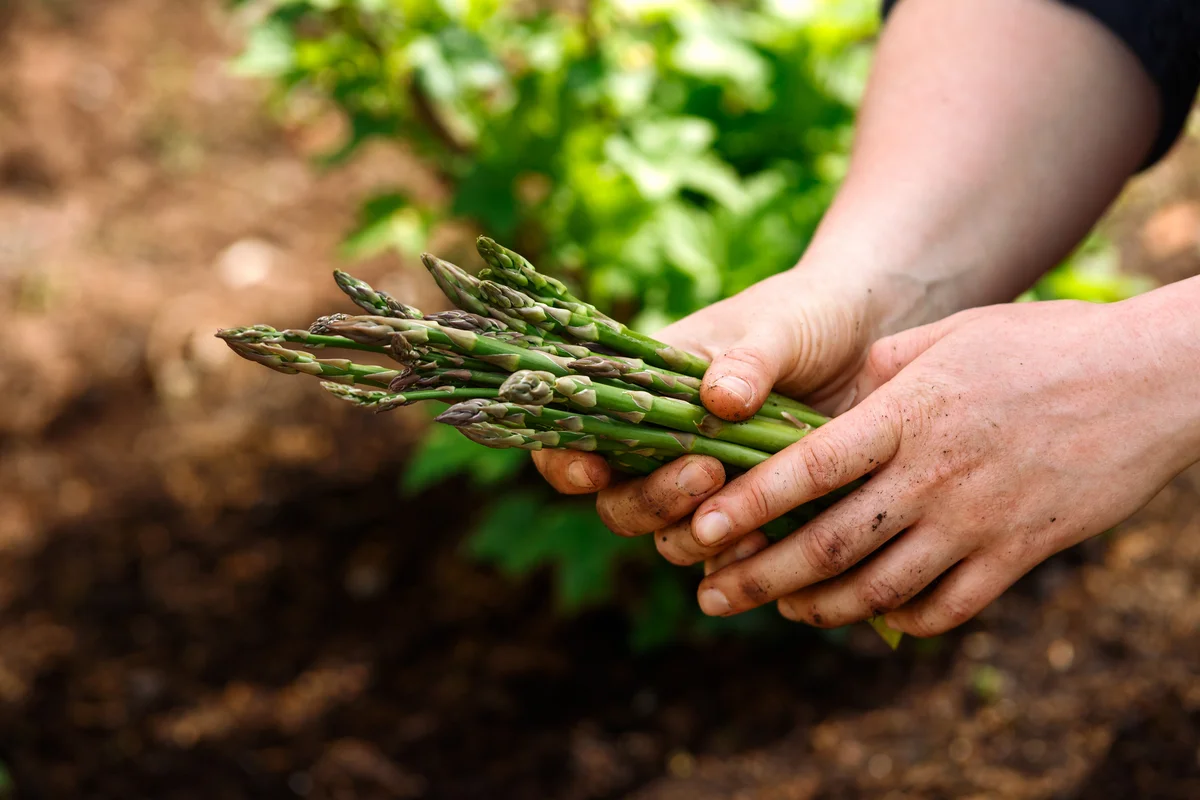 fresh picked asparagus