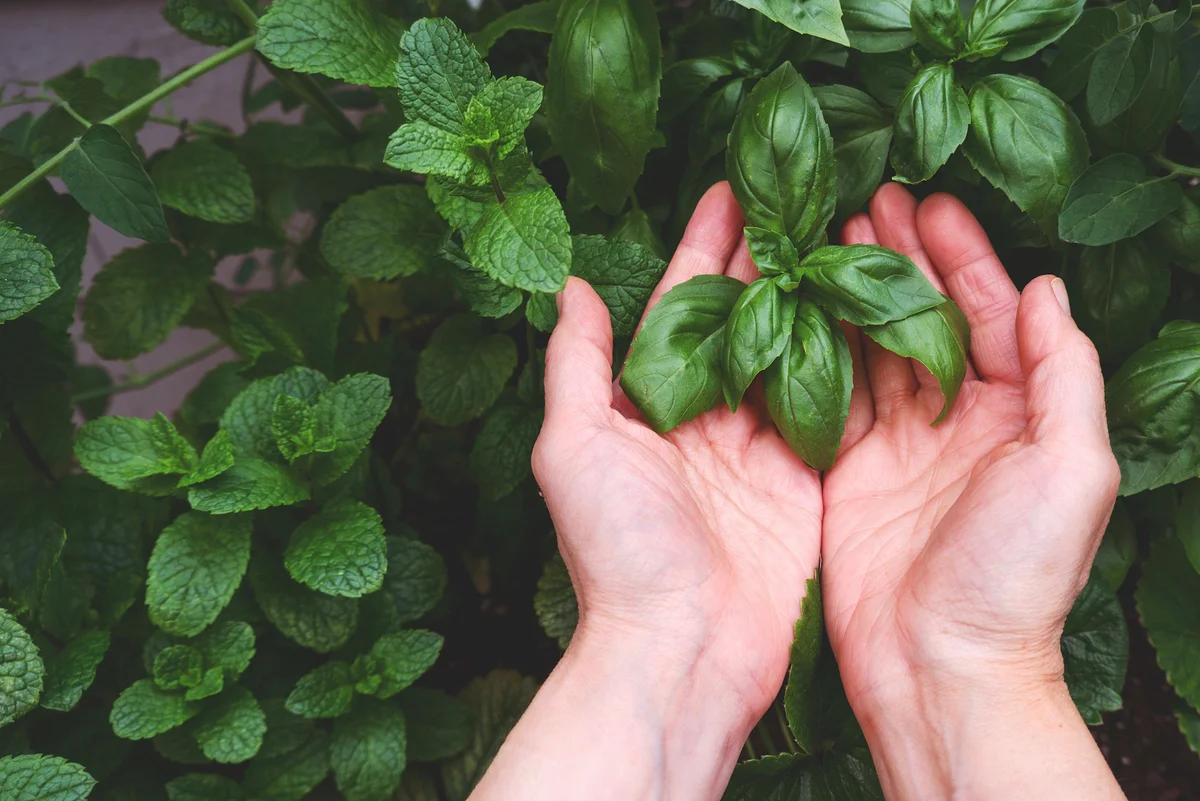 basil plants