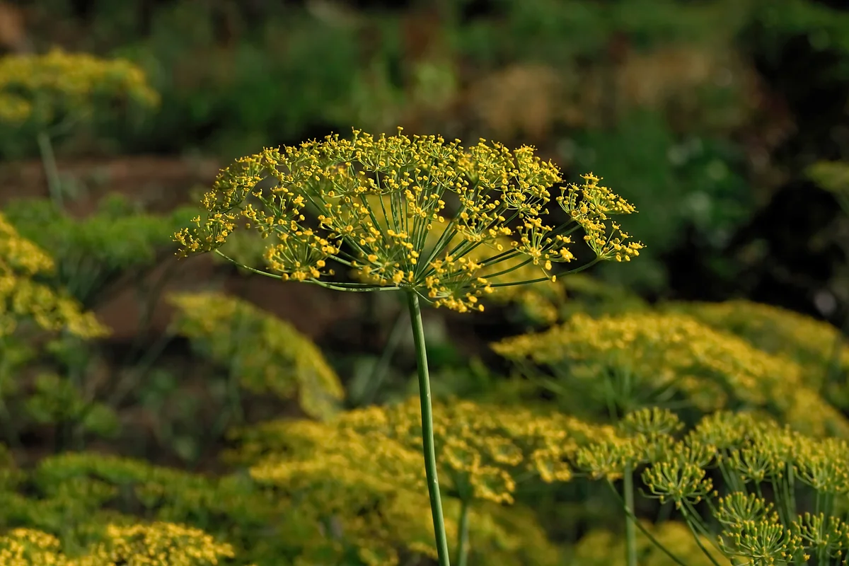 dill plant
