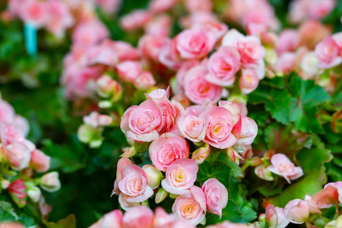 begonias