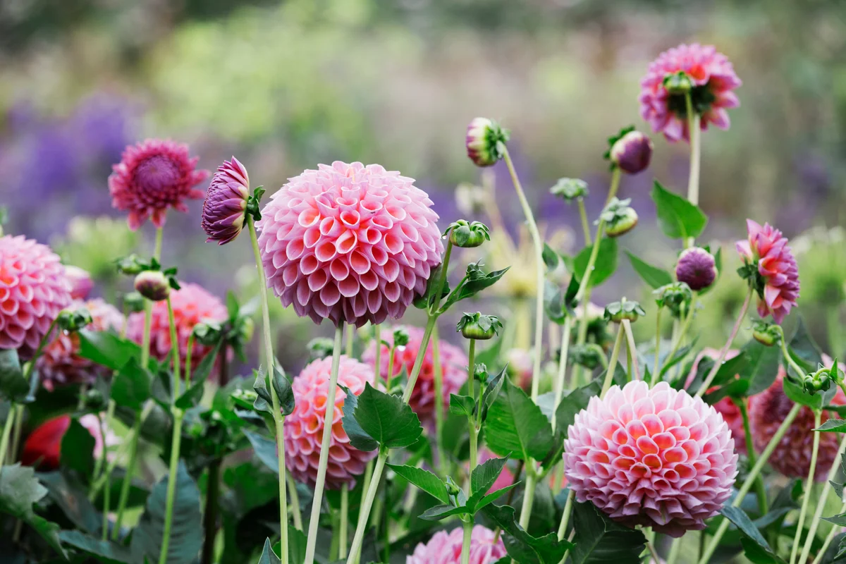 dahlias
