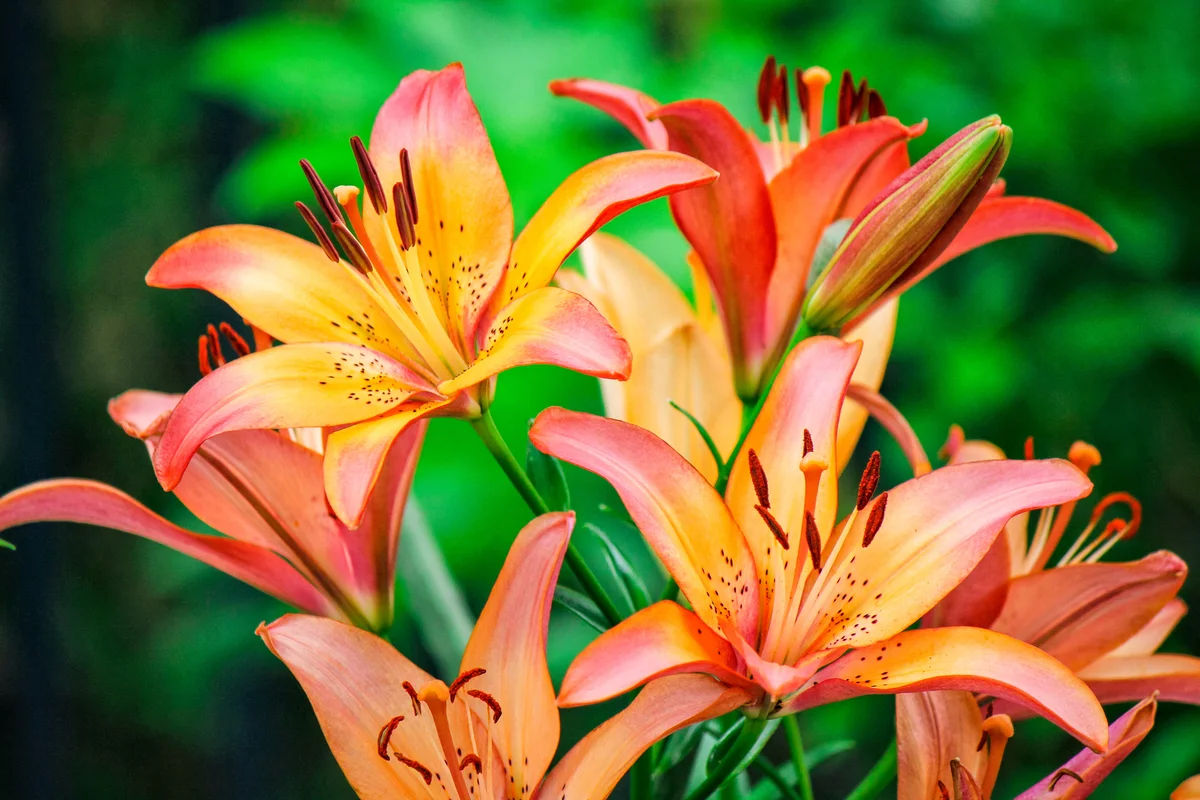 daylilies