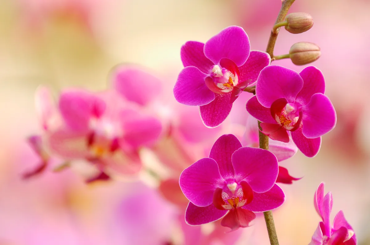 pink orchids
