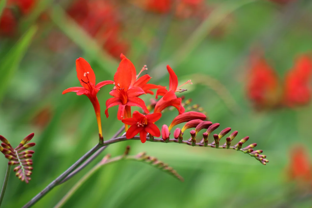 crocosmia