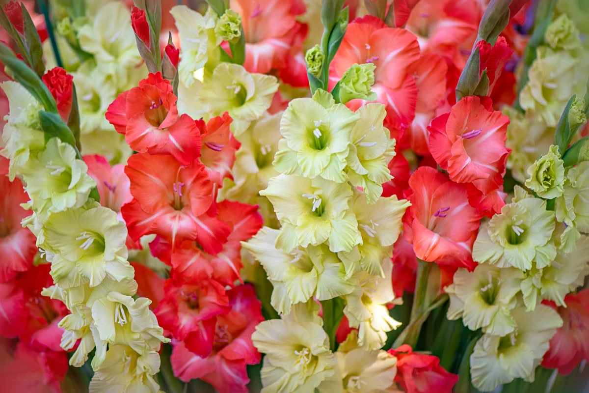 gladiiolus