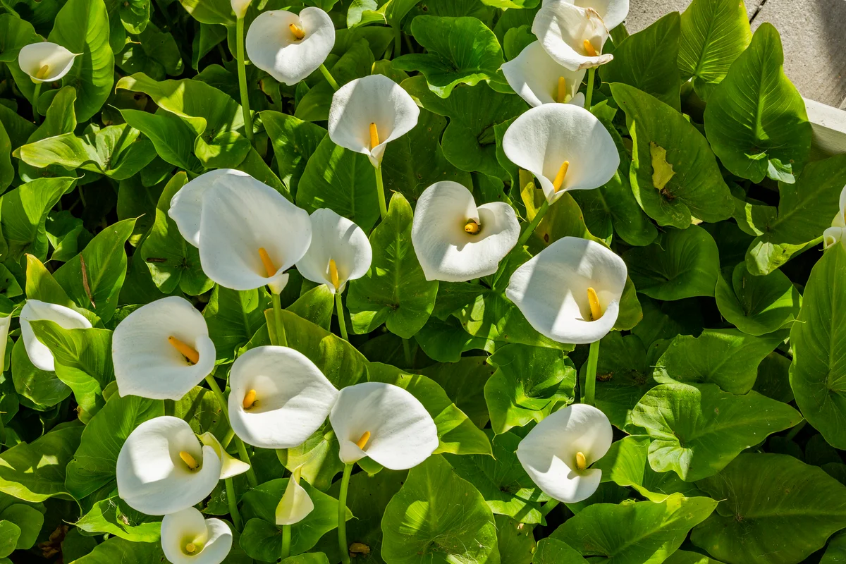 calla lilies