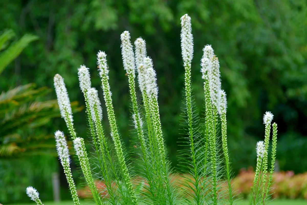 blazing star