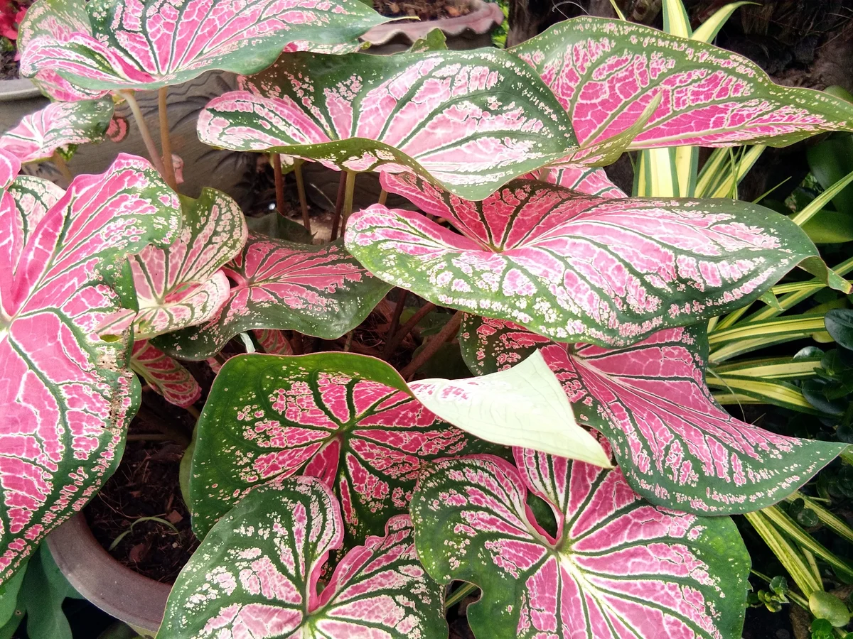 caladium
