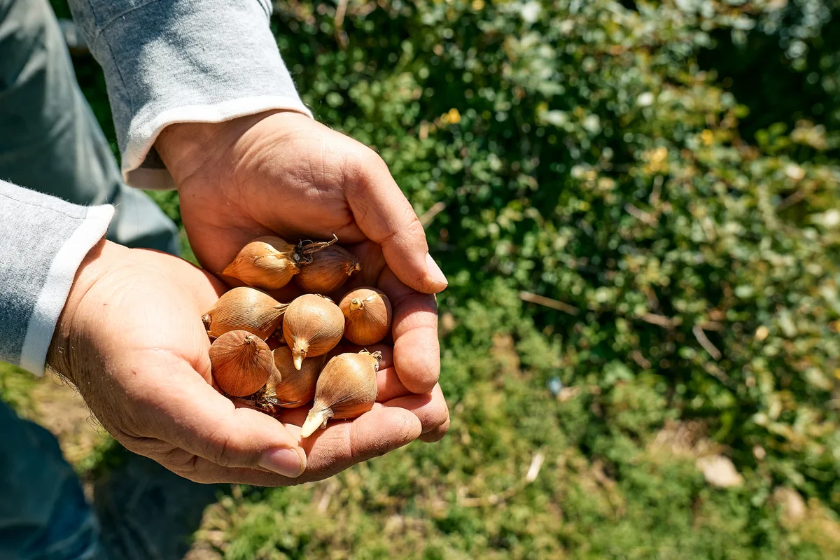 man's hands holding bulbs