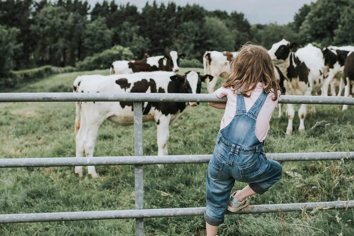 Little girl stands on a metal gate and looks at calves