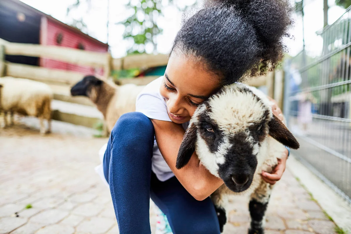 Happy girl hugging sheep in petting zoo