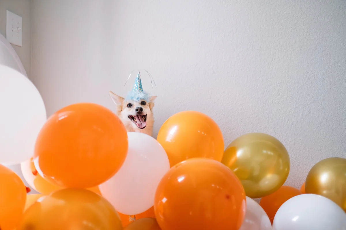 orange and white balloons
