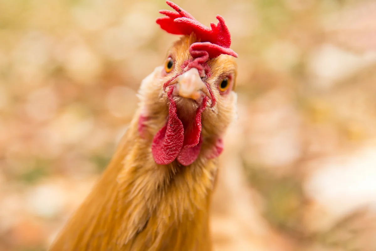 e chicken wanted to model for the camera.