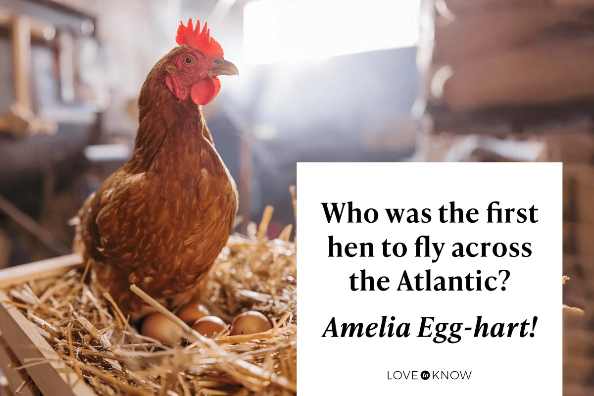 Chicken Jokes That Will Have Your Squawking with Laughter