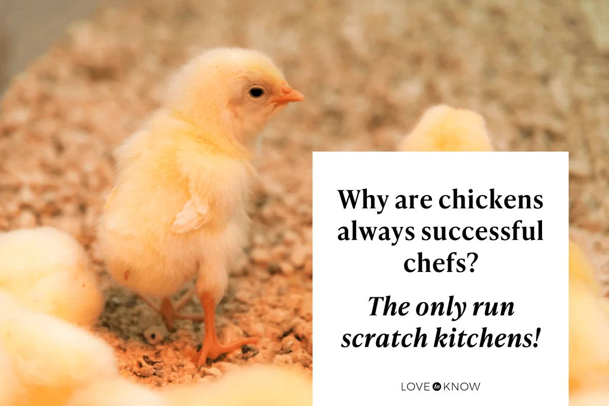 Serving Up Some Eggs-cellent Chicken Jokes About Food