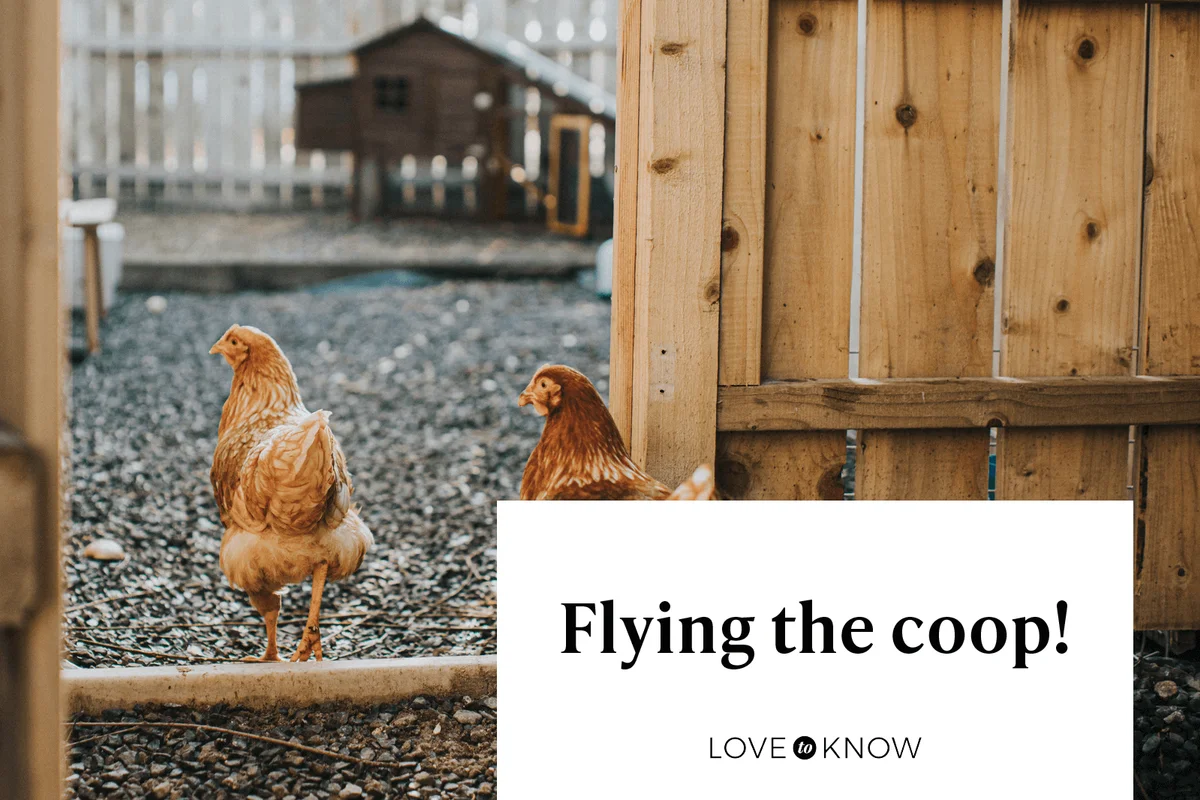 One-Line Chicken Puns That Will Crack You Up
