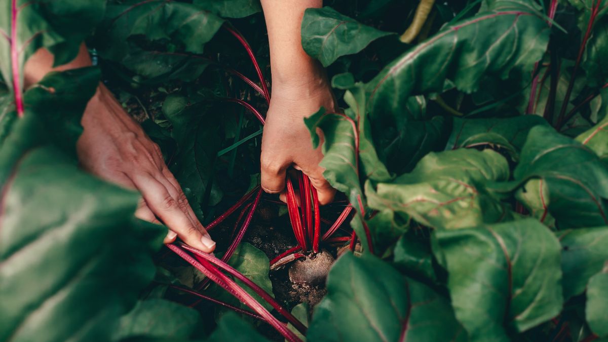 10 Unbeetable Beets Companion Plants for a Healthy Harvest