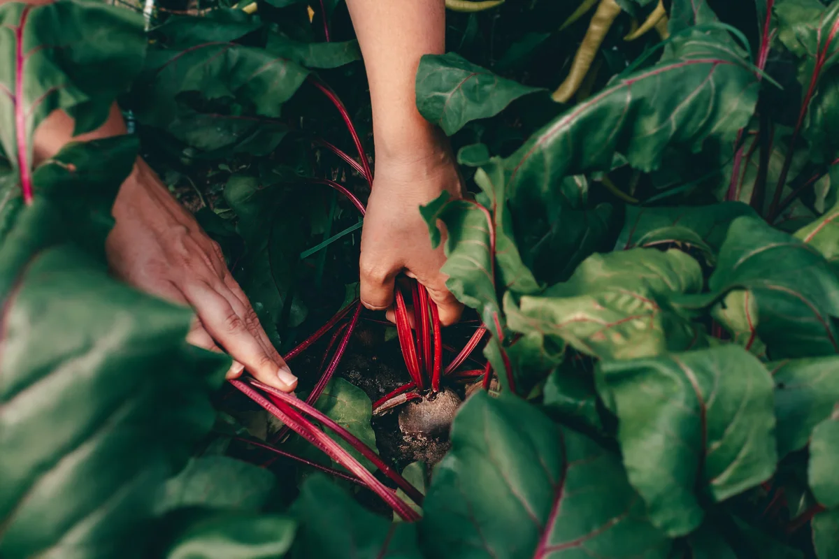 beets in garden