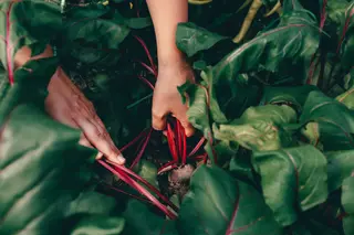 10 Unbeetable Beets Companion Plants for a Healthy Harvest