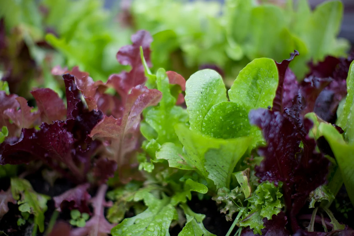 Lettuce in garden