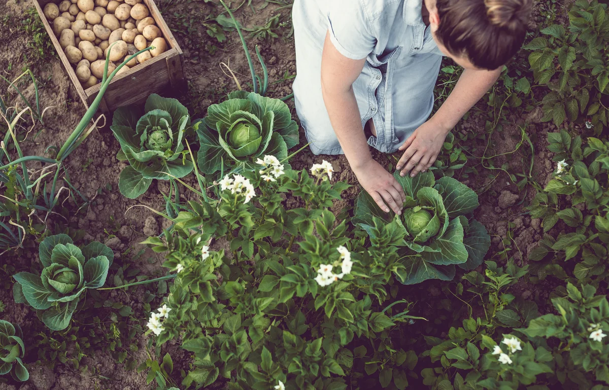 cabbage in garden