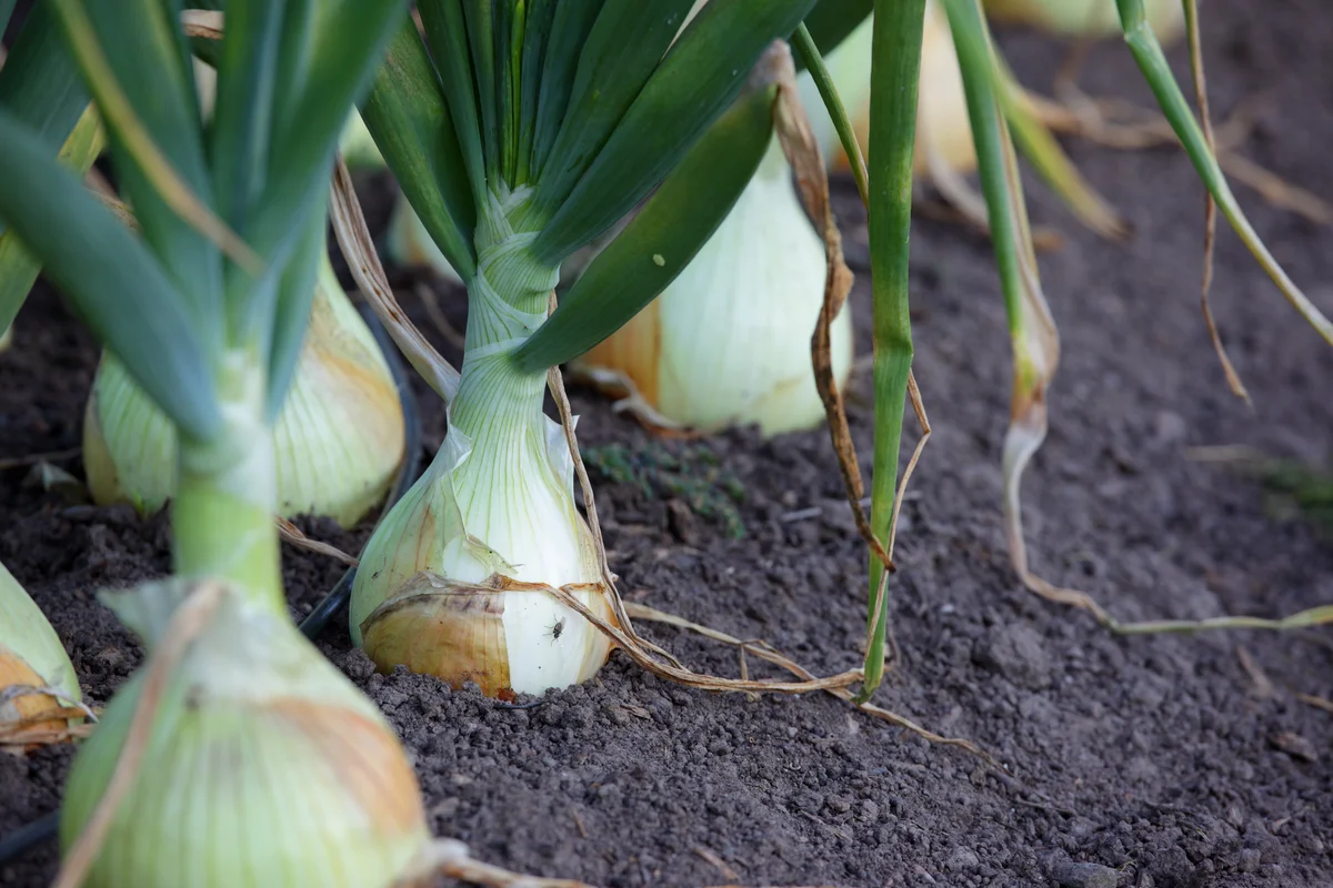 onions in the garden