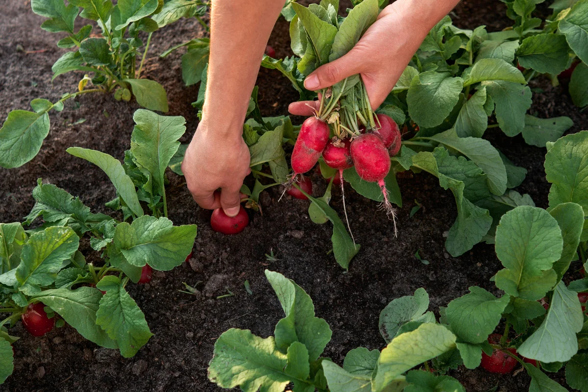 radishes in the garden