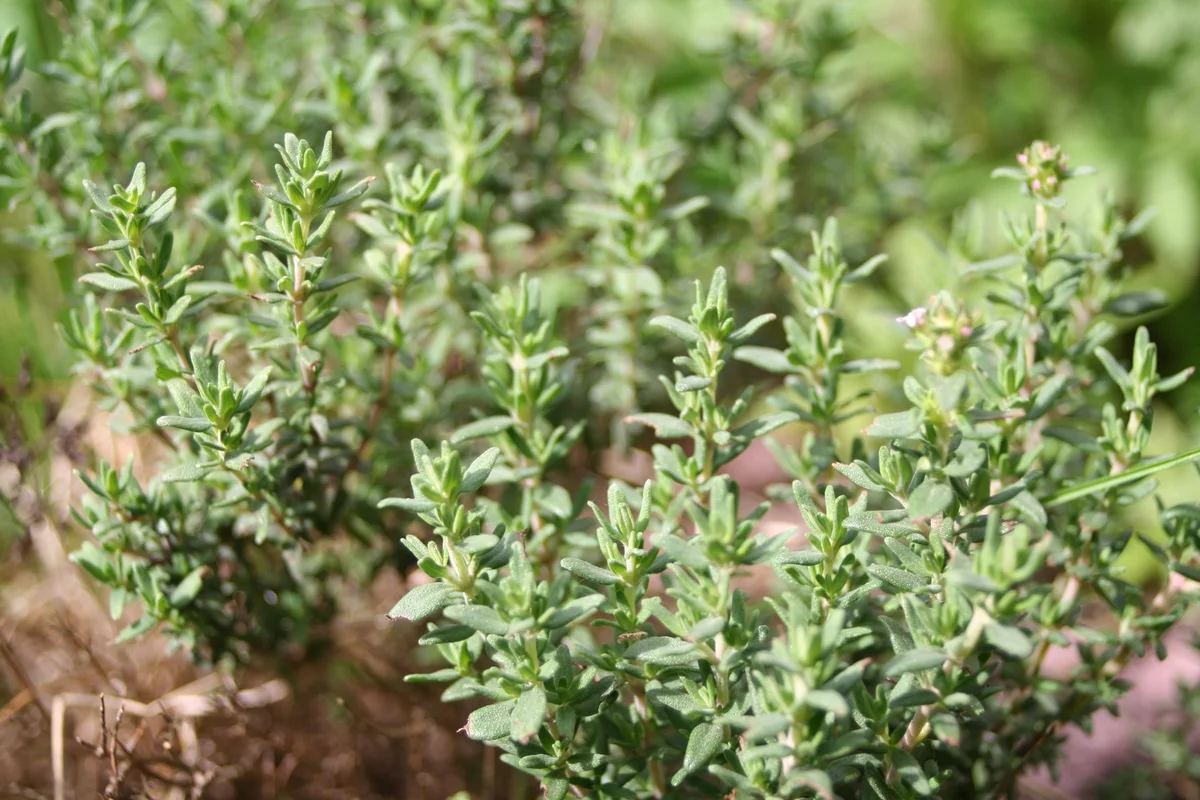 thyme plants