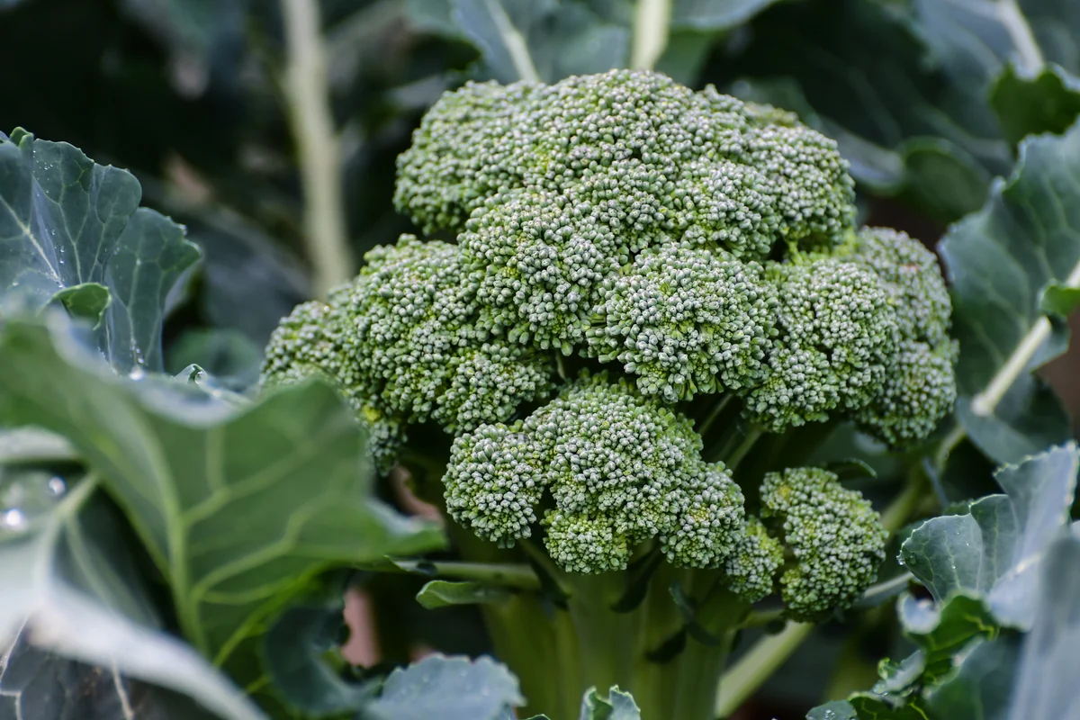 Broccoli plant closeup