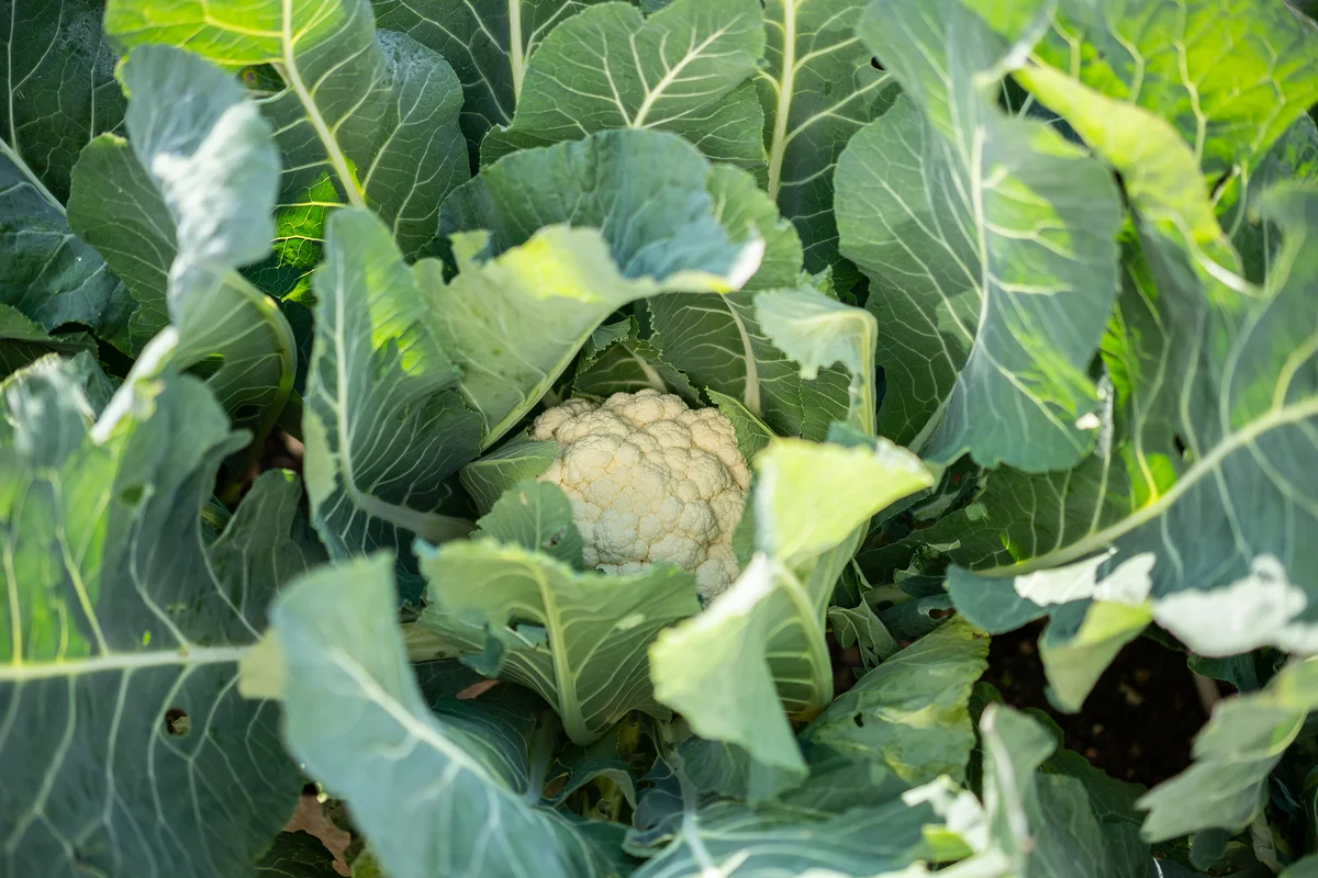 cauliflower plant