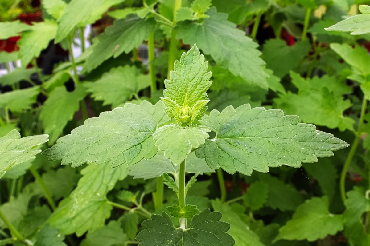 catnip plant