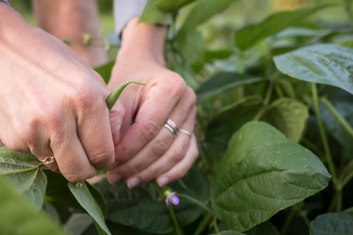 bush beans