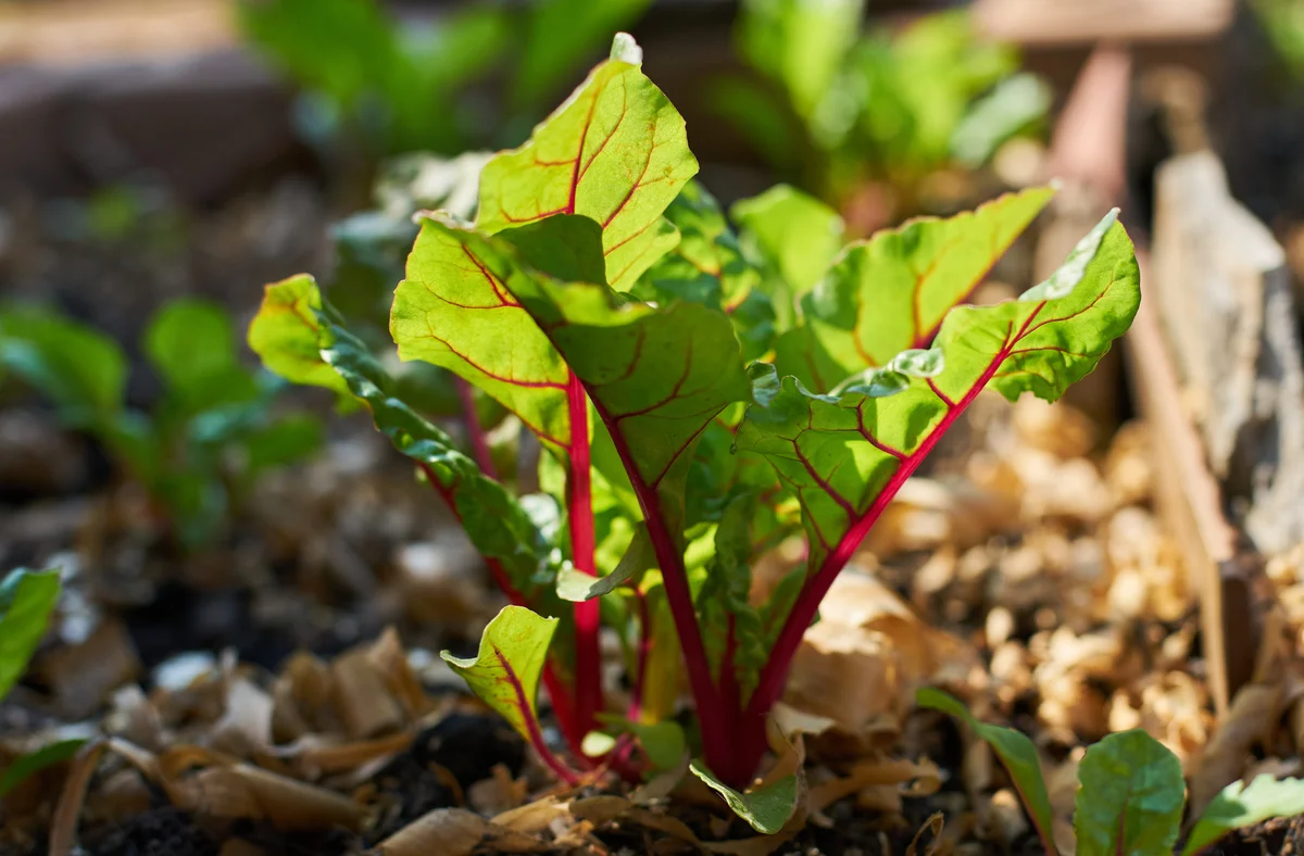 Swiss chard