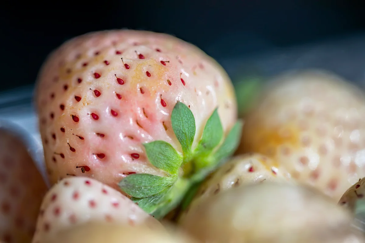 closeup of pineberry
