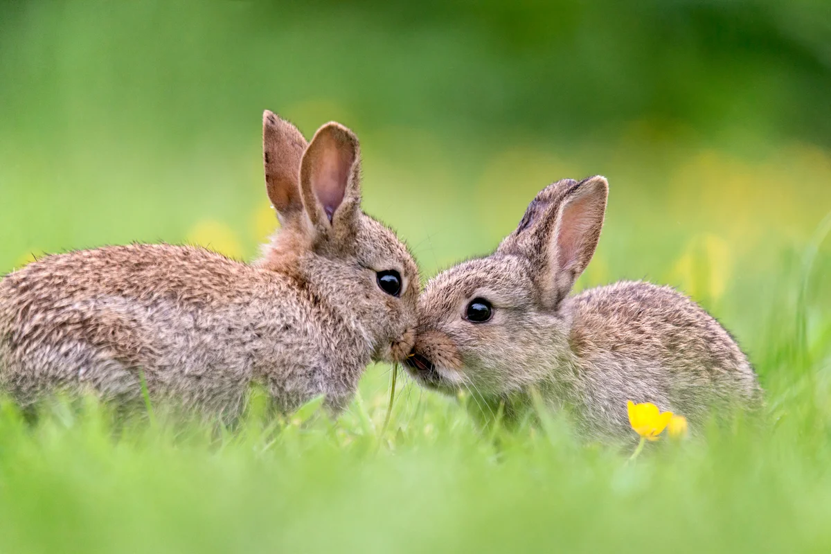 Two baby wild rabbits in the grass
