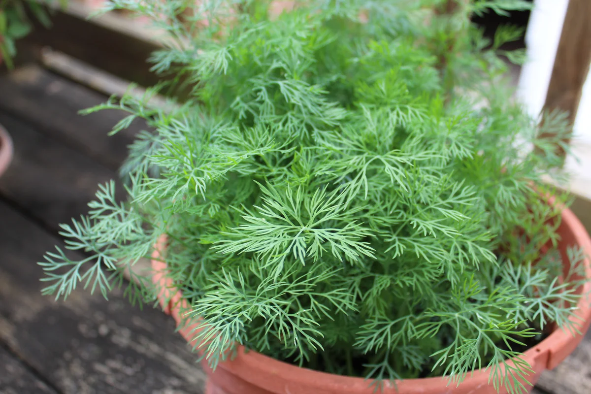 dill in a pot
