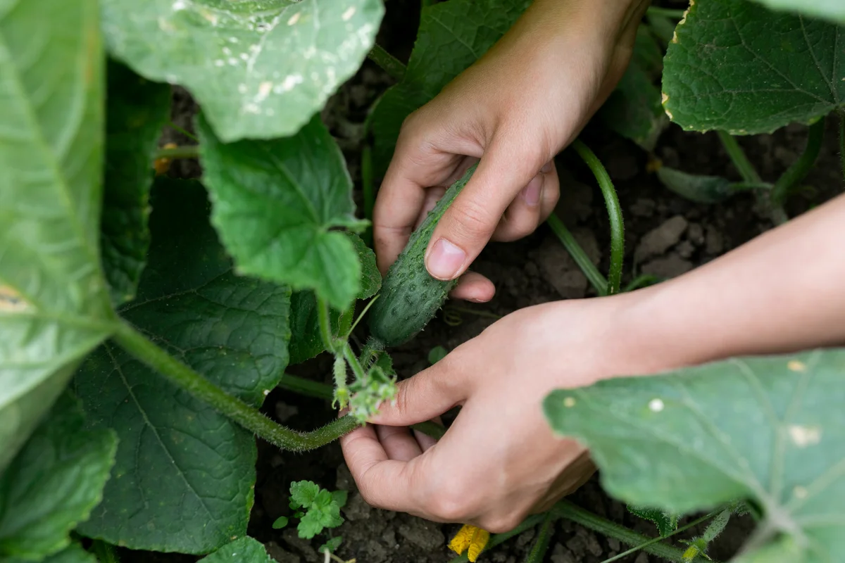 cucumbers in the garden