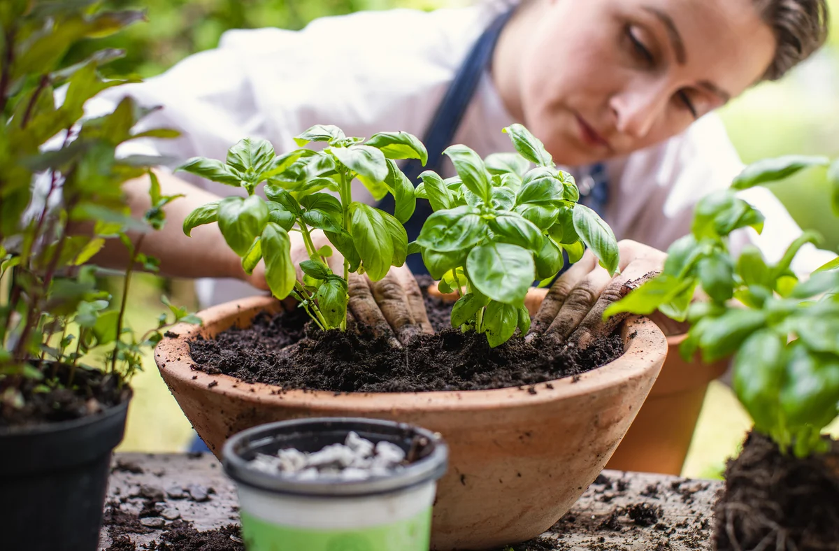 woman planting basil