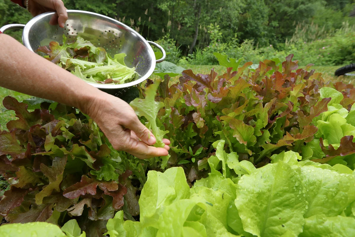 lettuce in the garden