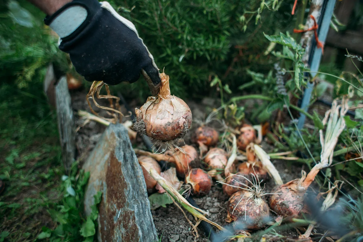 planting onions