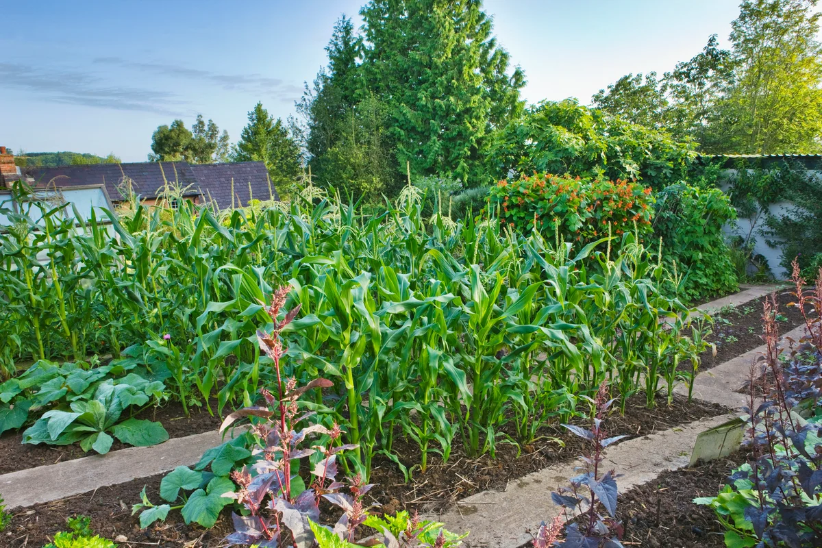 corn in the garden
