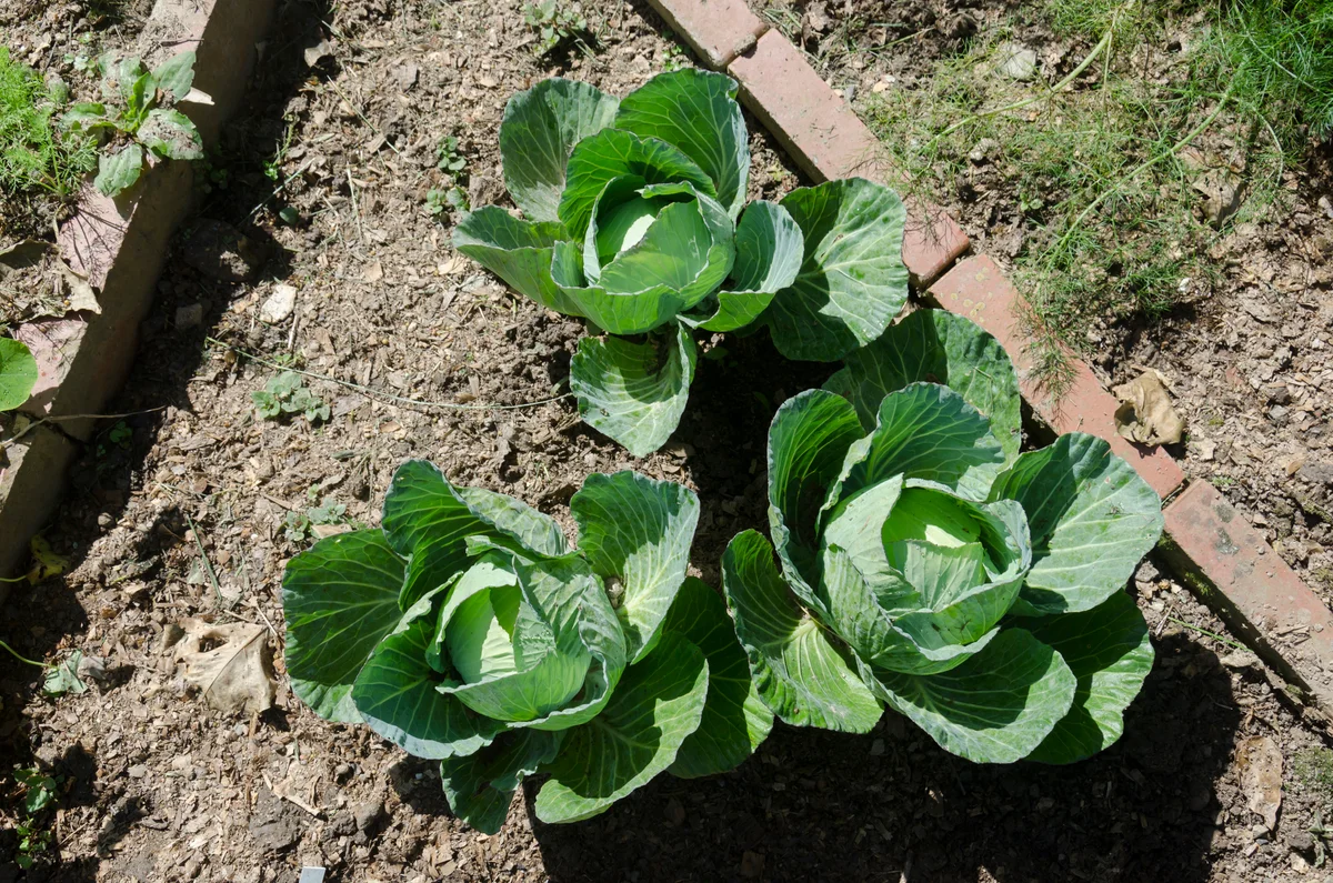 cabbage in the garden