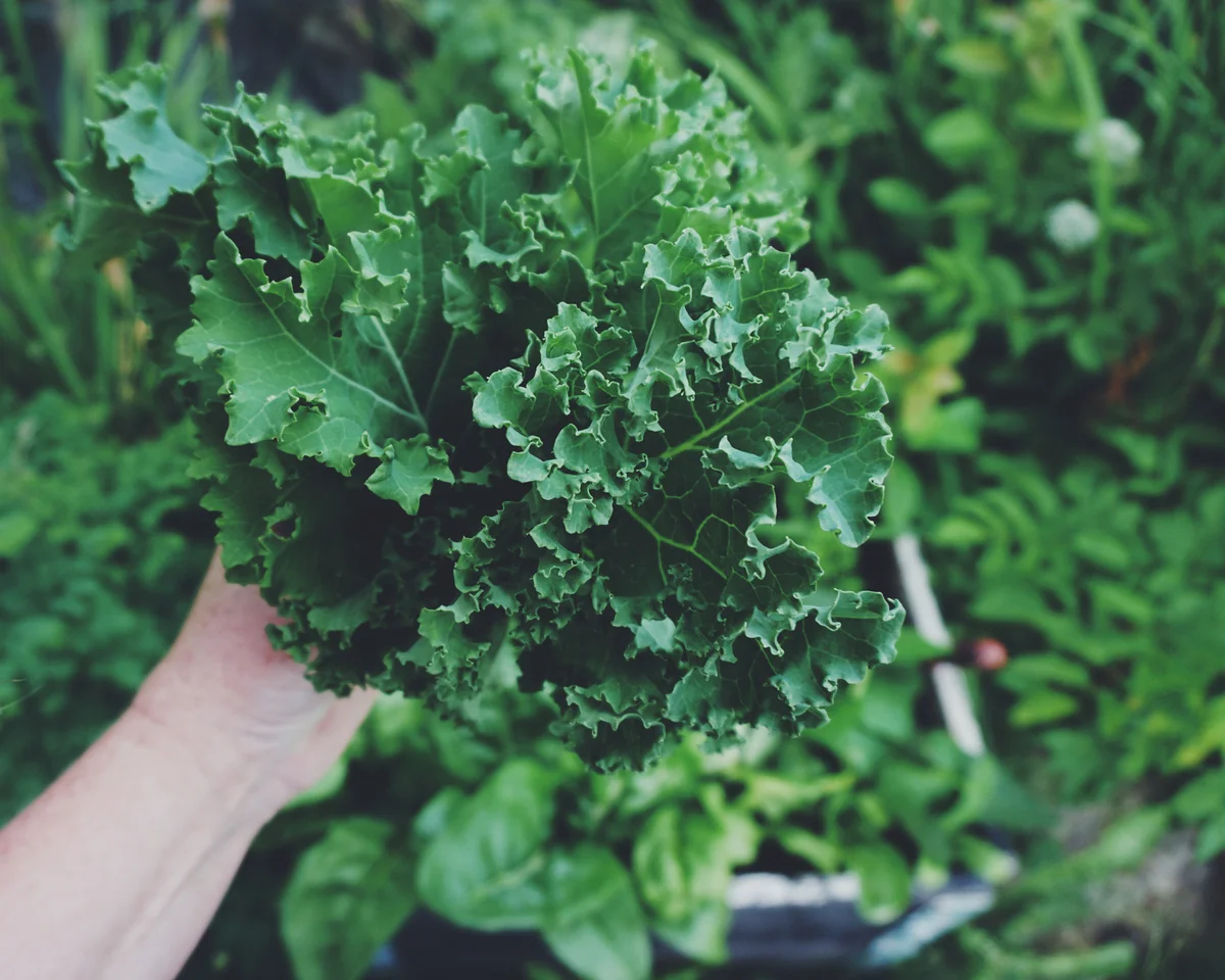 kale in the garden