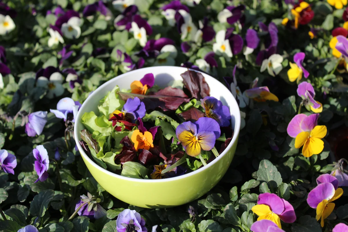 edible flowers
