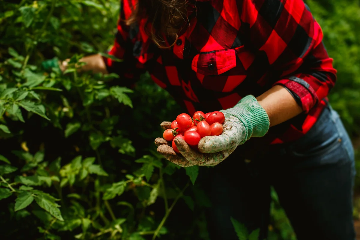 tomato harvest