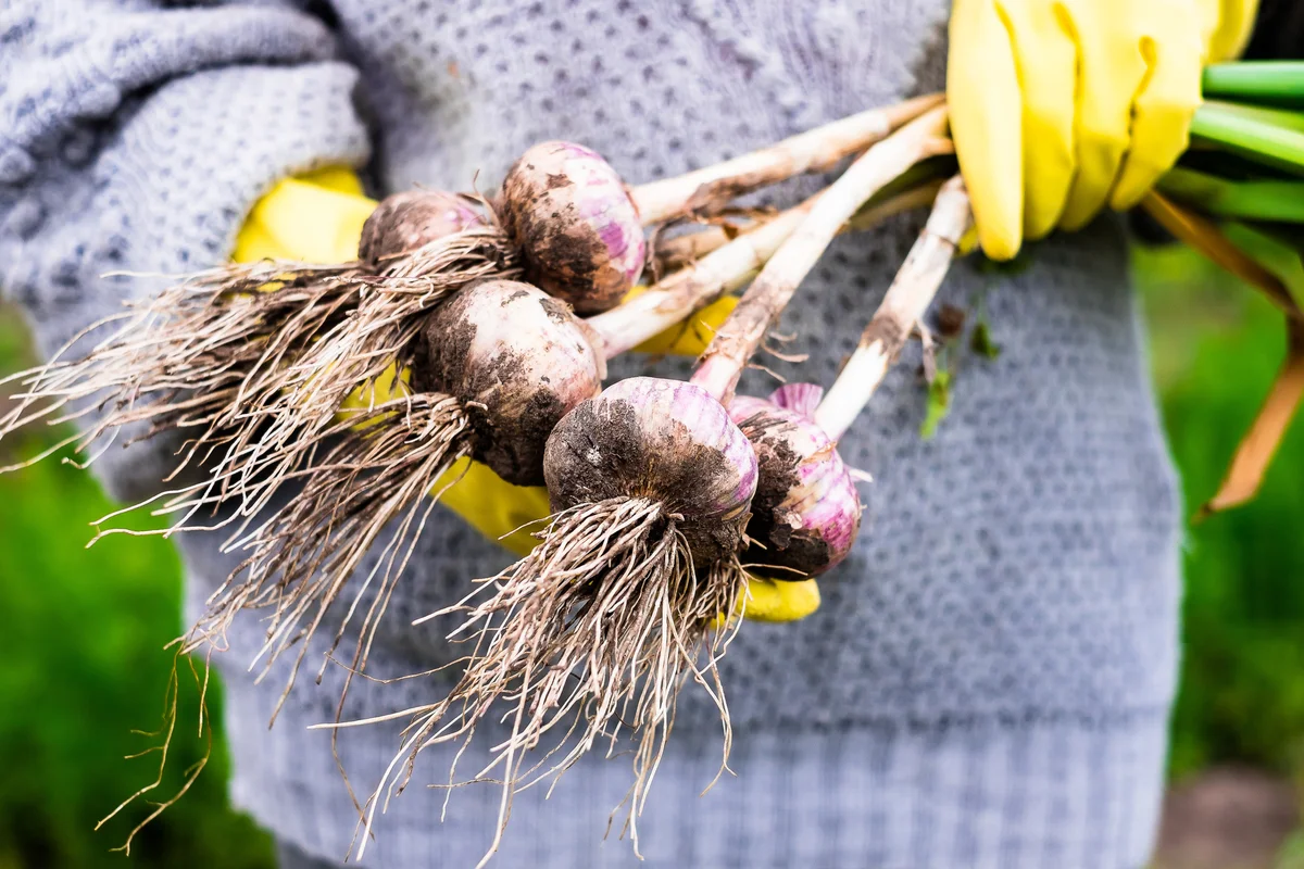 freshly picked garlic