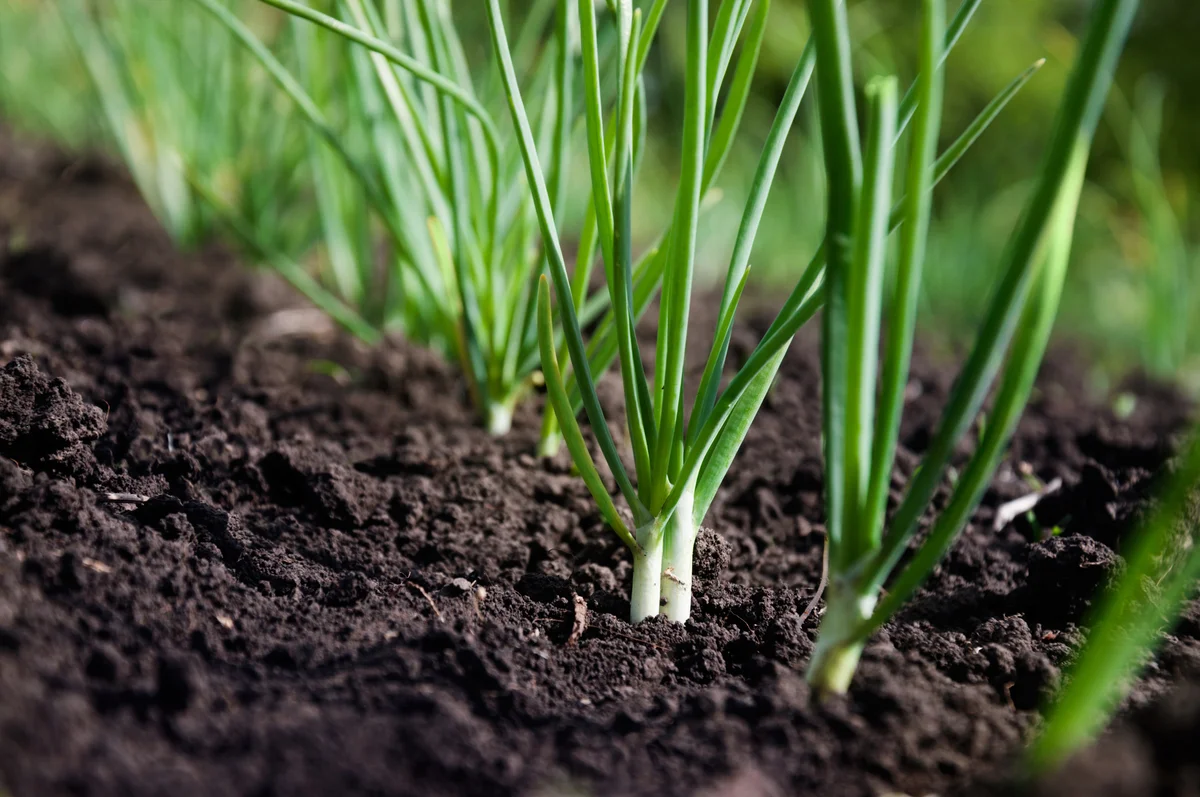 green onions in the garden