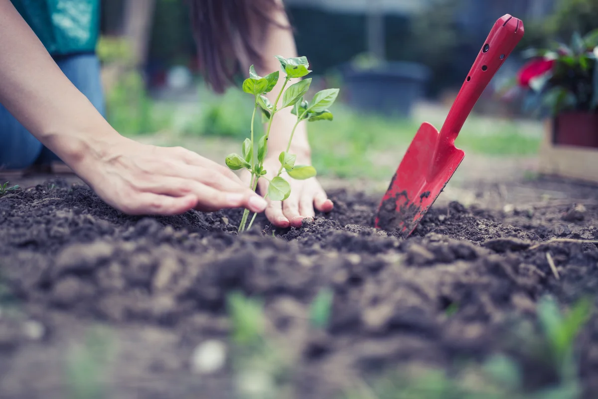 planting basil