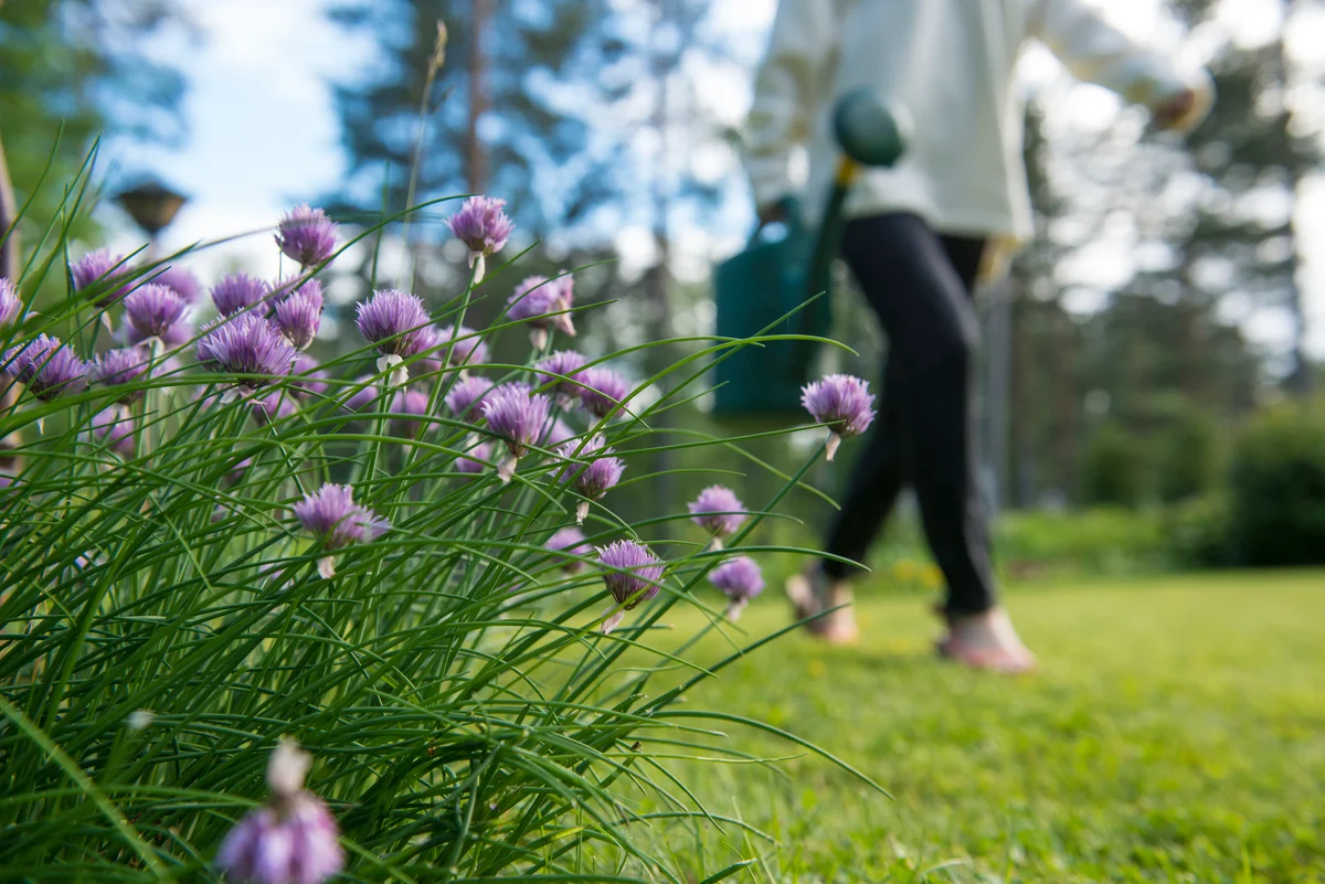 chives in garden