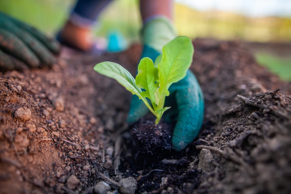 planting lettuce